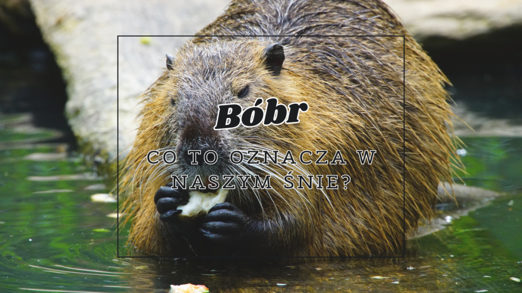 Bóbr we śnie 2 bobr co oznacza we snie