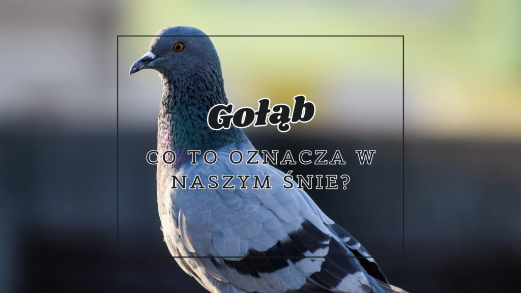 golab co oznacza we snie 1
