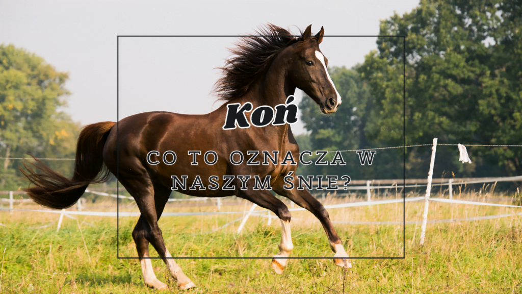 Koń we śnie 2 kon co oznacza we snie