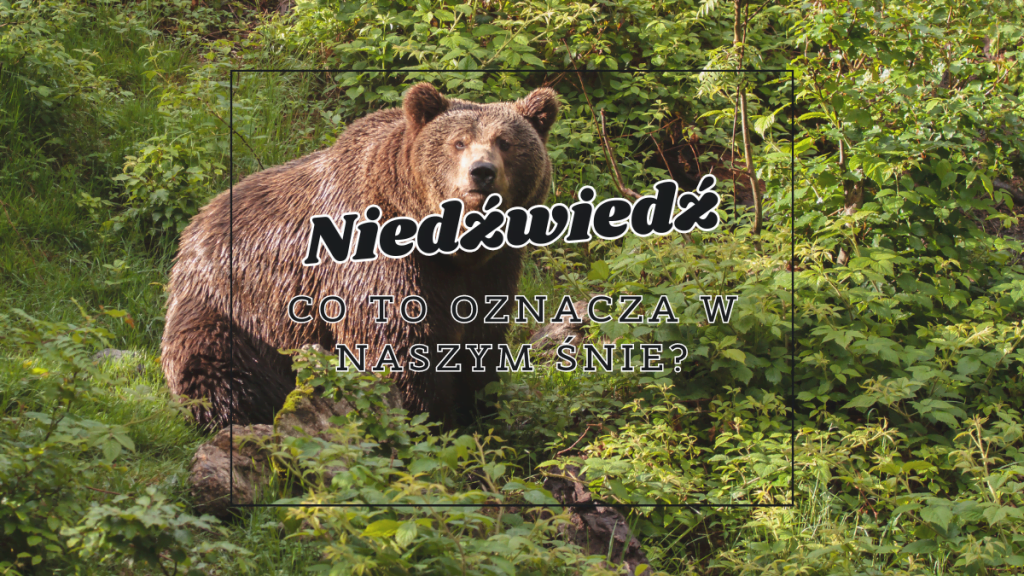 niedzwiedz co oznacza we snie