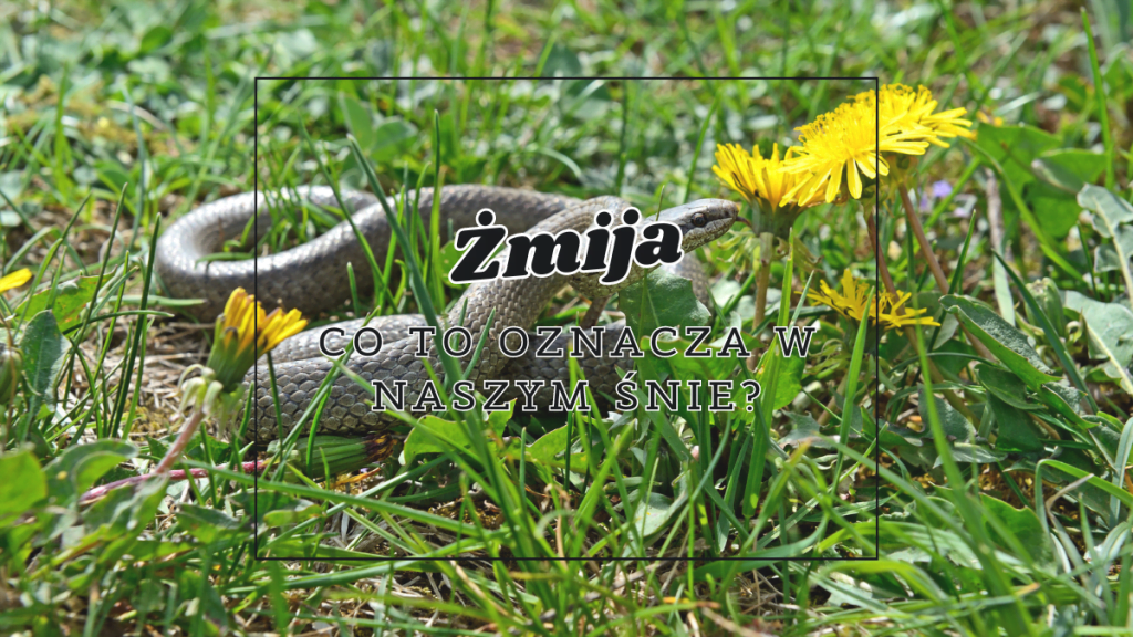 zmija co oznacza we snie