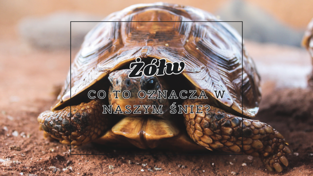 Żółw we śnie 2 zolw co oznacza we snie