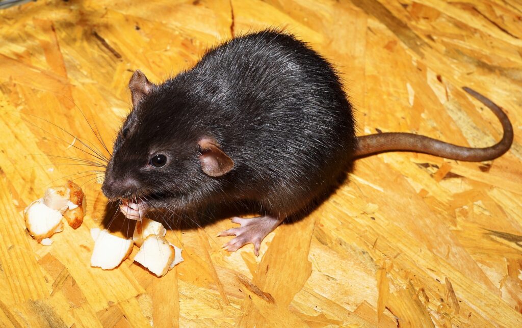 rat g8a22c32eb 1920