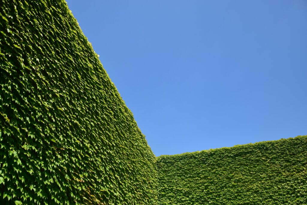 Żywopłot 2 Zdjęcie kojarzące się z żywopłotem