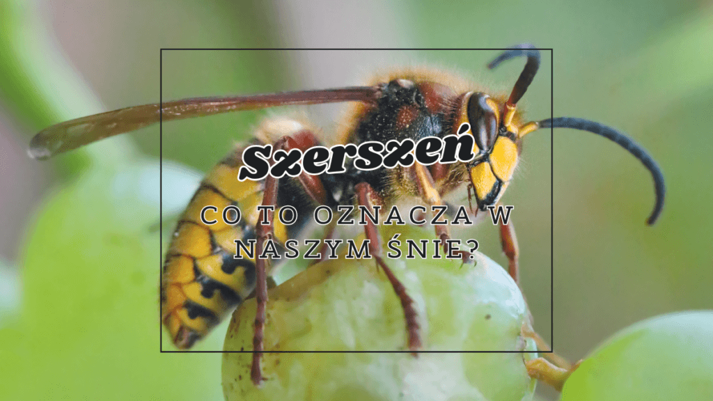 szerszen co oznacza we snie