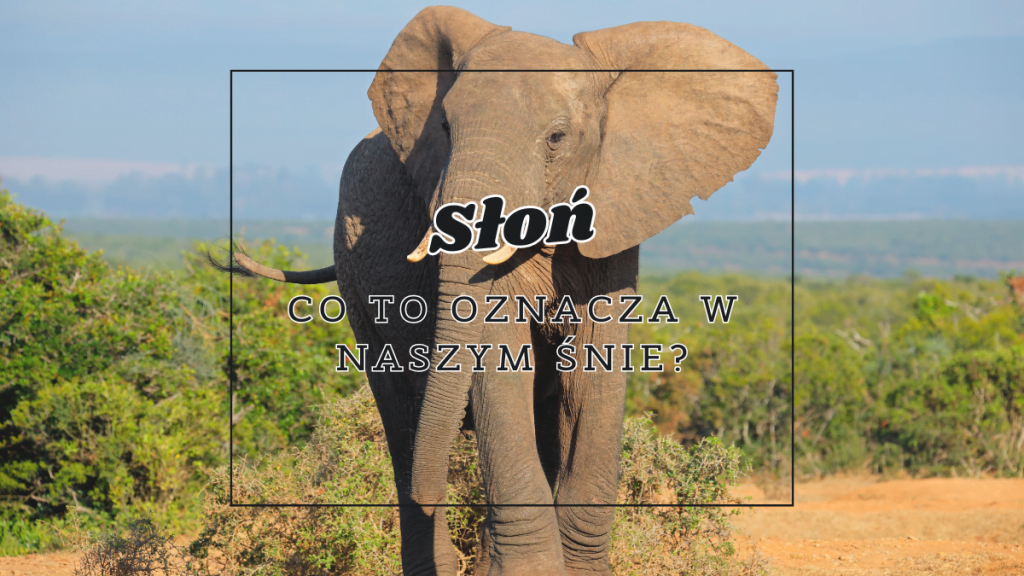 slon co to oznacza we snie