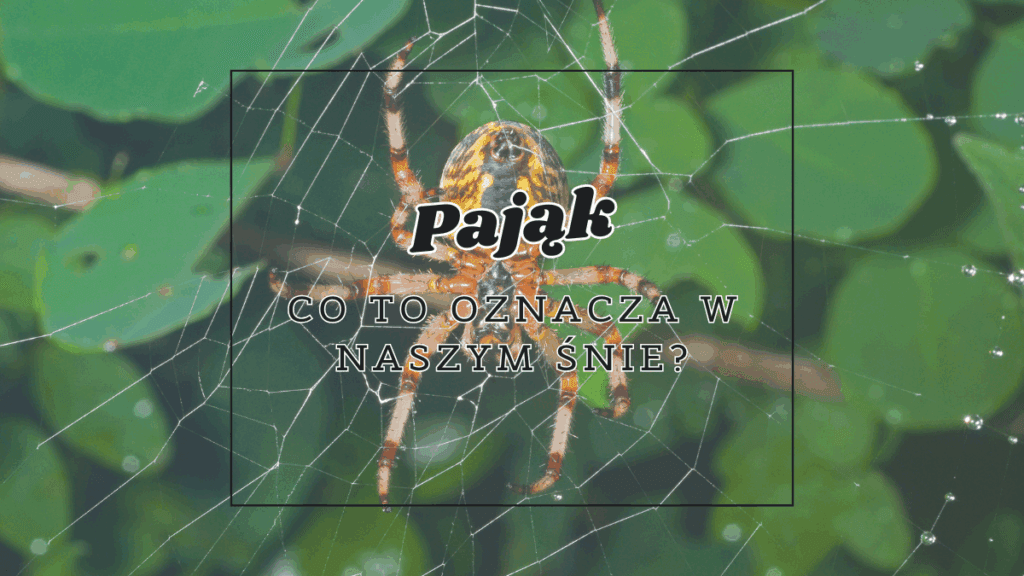 Pająk we śnie 2 pajak co oznacza we snie